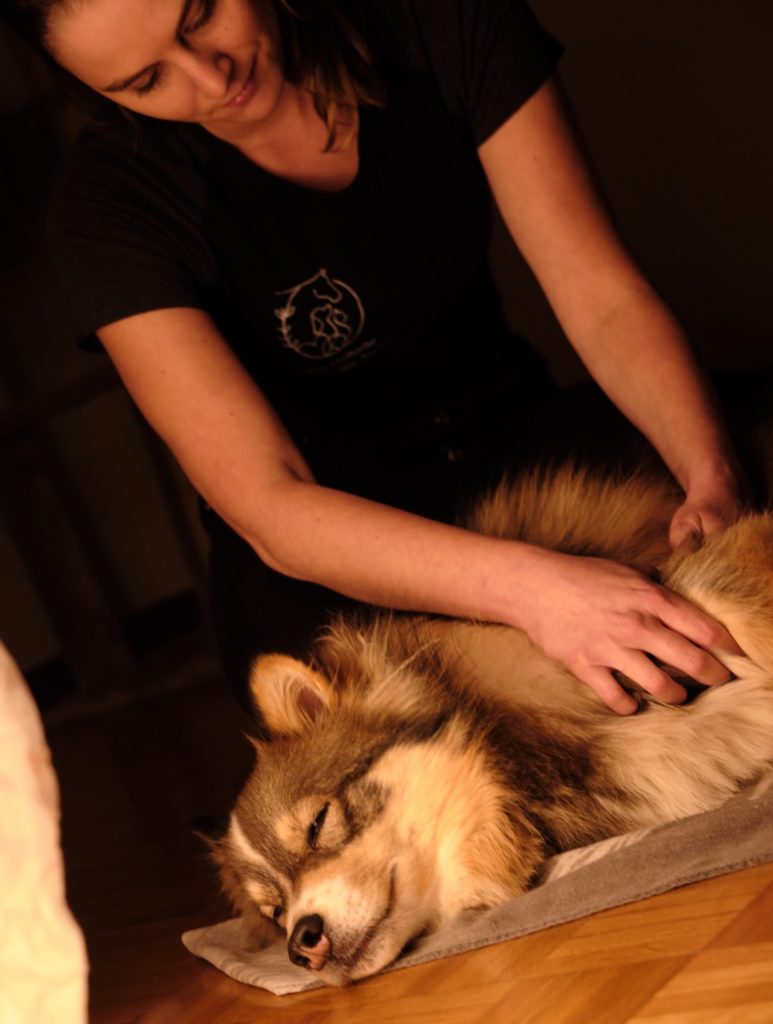 Massage chien